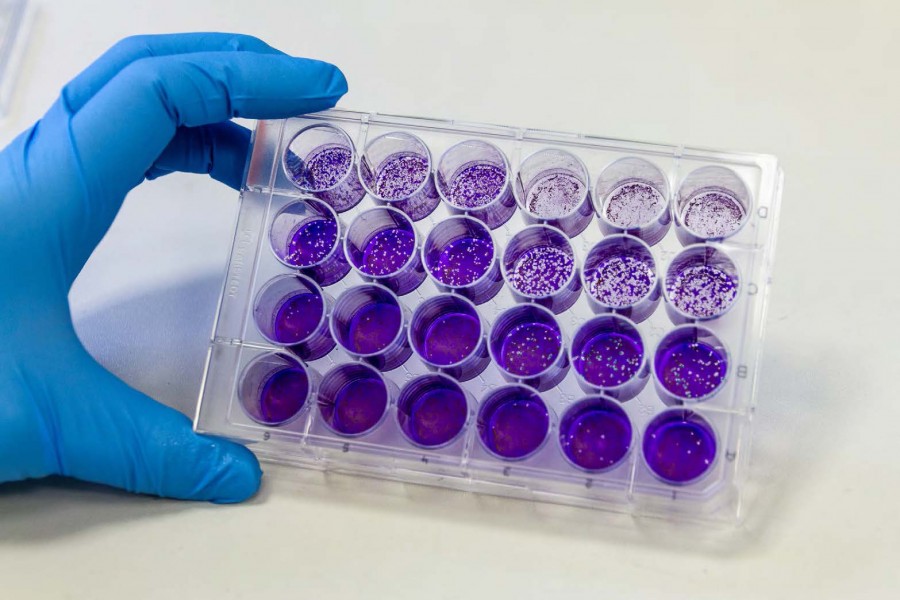 Mit einem Virus-Aktivitätstest untersuchen Fraunhofer-Wissenschaftler, ob mit Lüftungsanlagen gefilterte Luft noch infektiöse und damit übertragbare Viren enthält. Quelle: Fraunhofer IGB